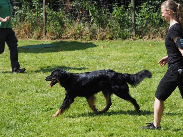 Casey auf dem Weg durch die von vorne kommende Joggergruppe.