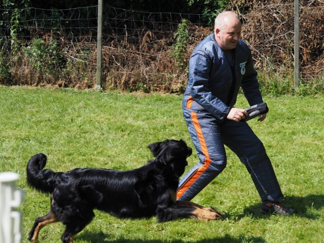 Casey im Spiel mit dem Körhelfer Holger Grewe.